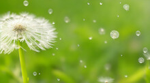 Dandelion Water Drops And Closeup Of Flower In Nature For Spring And Natural Background. Generative AI.