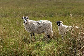 Wall Mural - Close up of a Swaledale ewe or female sheep with her well grown lamb, facing camera and free roaming over natural moorland habitat, Yorkshire Dales, UK.  Horizontal.  Copy space