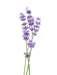 Wall Mural - Three sprigs of Lavender isolated on white background.