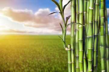 Wall Mural - Sugar cane green stalks on plantation background.