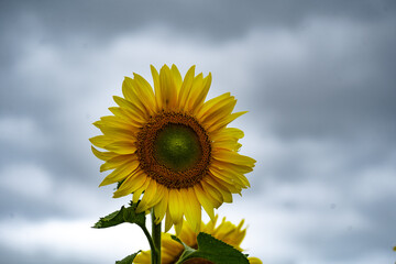 sunflower on a sky