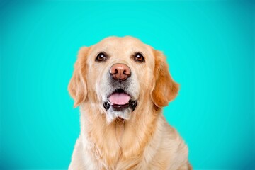 Poster - Beautiful happy young dog posing