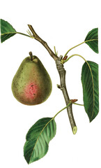 Canvas Print - Birne, Birnensorte, Seckel pear or sugar pear is a small, very sweet cultivar of pear believed to have originated in Pennsylvania 
