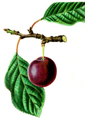 Wall Mural - Pflaume, Pflaumensorte, the Purple Gage Plum 
