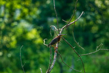 Wall Mural - Green Heron on a Branch in the Marsh