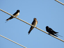Swallow Birds Sitting On Electrical Wires