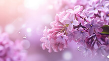 Pink Lilac Flowers On A Blurred Background