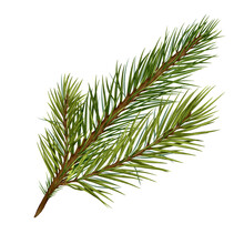 Pine Branch Digital Watercolor Style Illustration Isolated On White Background. Cedar Tree, Conifer Hand Drawn. Element For Design Christmas Invitation, Card, New Year Design, Holiday Print