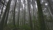 Mysterious misty forest on Sao Miguel Island, Azores, Portugal. Camera moves through the trees in foggy wet forest. Nature of Azores