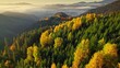 Aerial view of autumn golden yellow trees in misty mountains. Sunny morning and dawn in the mountains covered with colorful autumn trees. Autumn fall coming