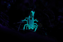 Fluorescent Scorpion In Darkness
