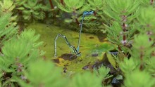 Pair Of Azure Damselflies (Coenagrion Puella) Clasped Together Laying Eggs In A Garden Pond Before Flying Away. Kent, UK. June [Slow Motion X5]