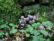 © Marius - Wild mushrooms cluster