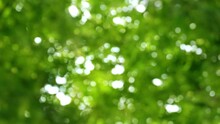 Empty Abstract Fresh Green Bokeh Light Background, Bright Sunny Springtime Or Summer Nature Idyll With Slowly Glittering Blurred Lights From Tree Leaves Motion