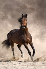 Wall Mural - Bay horse free run in desert