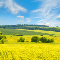 Canvas Print - Golden wheat field and blue sky with clouds.