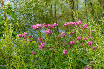 Canvas Print - Swamp Milkweed Growing By The River In July