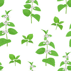 Wall Mural - Melissa officinalis flowers seamless pattern. Botanical background. Blooming Lemon balm branch. Vector cartoon illustration of medicinal herb.