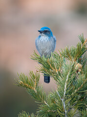 Canvas Print - Woodhouse's Scrub-Jay