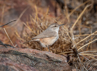 Wall Mural - rock wren in a colorado canyon
