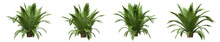 Set Of Small Palm Or Dwarf Palm Tree With Isolated On Transparent Background. PNG File, 3D Rendering Illustration, Clip Art And Cut Out