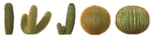 Set Of Golden Barrel Cactus And Ferocactus Pilosus Cactus With Isolated On Transparent Background. PNG File, 3D Rendering Illustration, Clip Art And Cut Out
