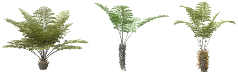 Canvas Print - Set of Tree fern with isolated on transparent background. PNG file, 3D rendering illustration, Clip art and cut out