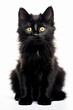 © AberrantRealities - a black kitten sitting in front of a white background