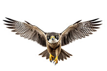 Very Beautiful Falcon In Flight Isolated On White Background PNG