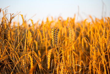 Sticker - golden wheat in the field