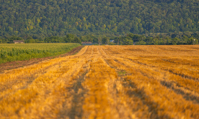 Sticker - field with harvested wheat, stubble