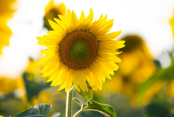 Poster - sunflower growing in the field