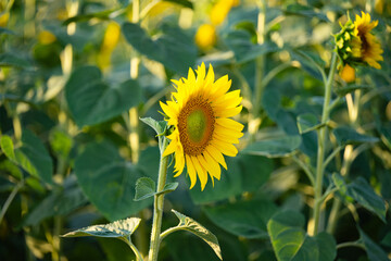 Poster - sunflower growing in the field