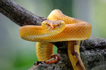 Wall Mural - yellow snake on a tree