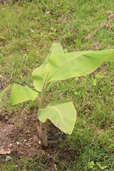 banana tree farm for harvest