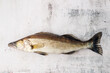 Whole unpeeled fresh zander or pike perch fish on grunge stone table background. Raw walleye freshwater fish