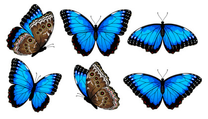 butterfly, blue morpho, vector, set, blue, beautiful, peleides, fly, moth, insect, bright, icon, sil