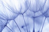 Fototapeta Tulipany - blue background