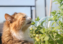 Cute Cat Eating Catnip In Front Of Defocused Garden. Close Up Of Cat Biting, Sniffing Or Rubbing Catmint Plant Leaves. Known As Catswort. Grow Your Own Catnip. Fluffy Calico Kitty. Selective Focus.