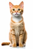 Fototapeta Koty - an orange tabby cat sitting on a white background