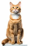 Fototapeta Koty - an orange tabby cat sitting on top of a white table