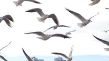 A Flock Of White Wild Gulls Fly Over The Surface Of Frozen Sea Water Near The Shore. Cold Winter Sea. A Flock Of Seagulls Flies Along The City Beach Against The Blue Sky.Close-up