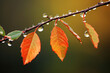 A branch with leaves and dew drops on it. The leaves are orange and green in color and are backlit by the sun. The dew drops are hanging from the leaves and the branch, blurry background