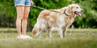 Girl with golden retriever dog on leash walking at nature. Young woman legs and purebred pet doggy at park closeup