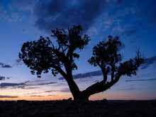 Tree Silhouetted At Sunset In The Rio Puerco Valley, New Mexico
