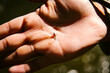 © Andrew Kornylak - A hand holds a tiny fishing fly in the sun