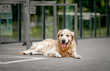 © tan4ikk - Golden retriever dog lying at city street. Adorable purebred pet doggy labrador waiting owner outdoors