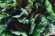Chinese Cabbage Closeup Seen From Above