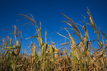 Late Corn In A Field Close Up Against A Blue Sky