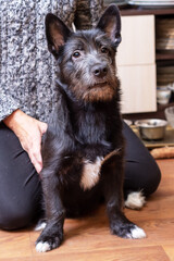 Wall Mural - Black bearded dog sitting on floor in room